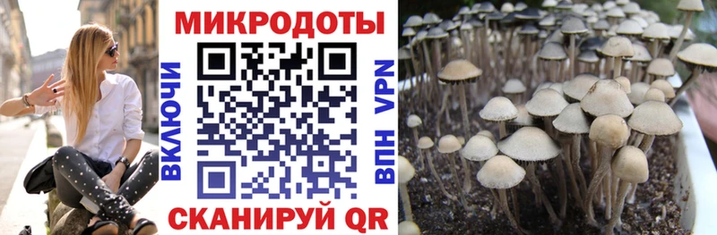 где продают mega Галлюциногенные грибы Psilocybine cubensis Любань